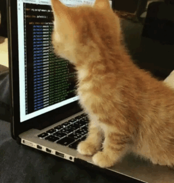 Here's a Cat trying to code